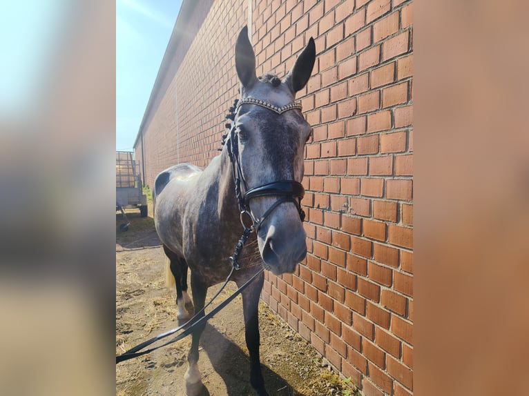 Portugiesisches Sportpferd Wallach 7 Jahre 163 cm Apfelschimmel in Korschenbroich