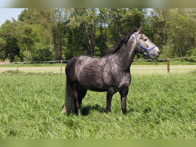 Portugiesisches Sportpferd Wallach 7 Jahre 163 cm Apfelschimmel in Korschenbroich