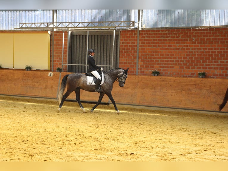 Portugiesisches Sportpferd Wallach 7 Jahre 163 cm Apfelschimmel in Korschenbroich