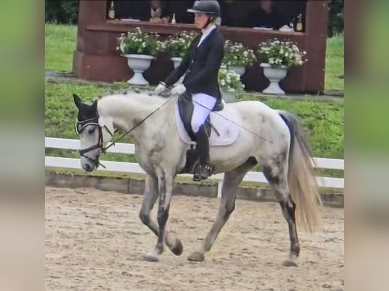 Portugiesisches Sportpferd Wallach 8 Jahre 163 cm Schimmel in Waldshut-Tiengen