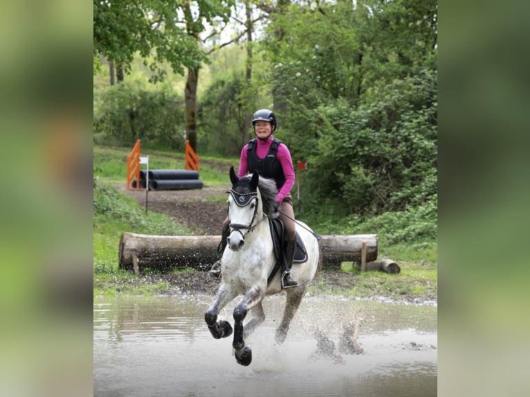 Portugiesisches Sportpferd Wallach 9 Jahre 163 cm Schimmel in Waldshut-Tiengen