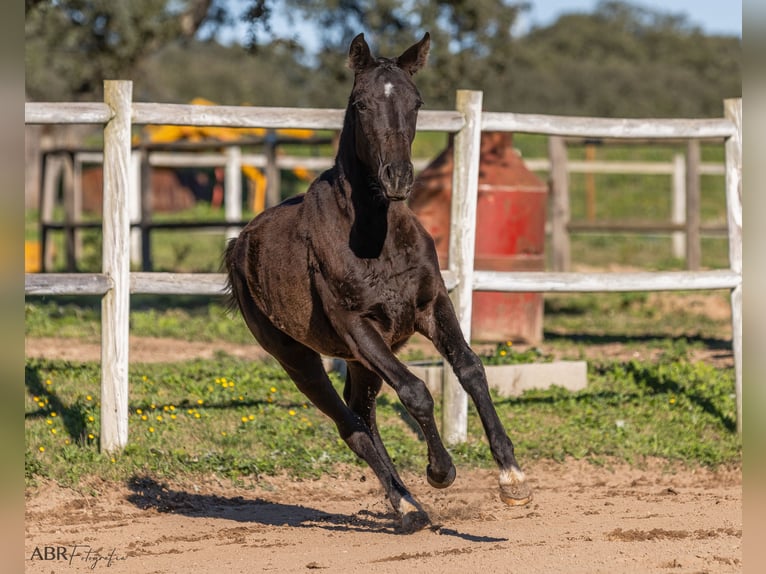 Portugisisk sporthäst Blandning Sto 1 år Brun in Beja