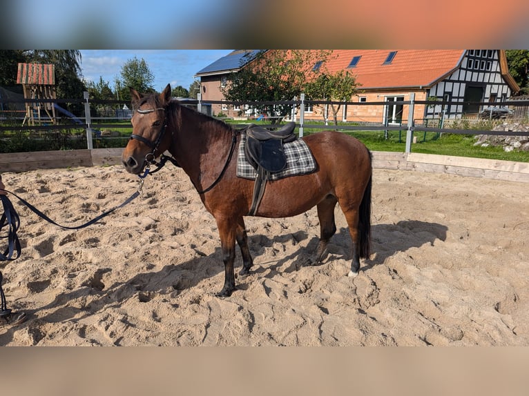 Portugisisk sporthäst Sto 7 år 126 cm Brun in Bohmte