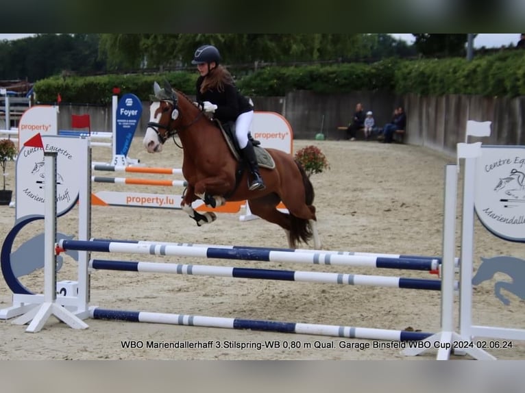 Portugisisk sporthäst Sto 9 år 150 cm Fux in Mariendall