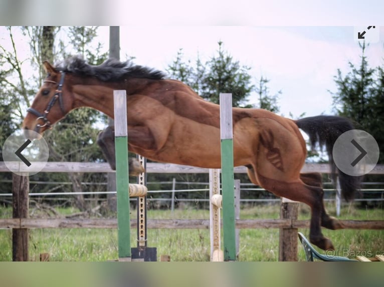 Portugisisk sporthäst Blandning Valack 5 år 148 cm Brun in Wolfsburg