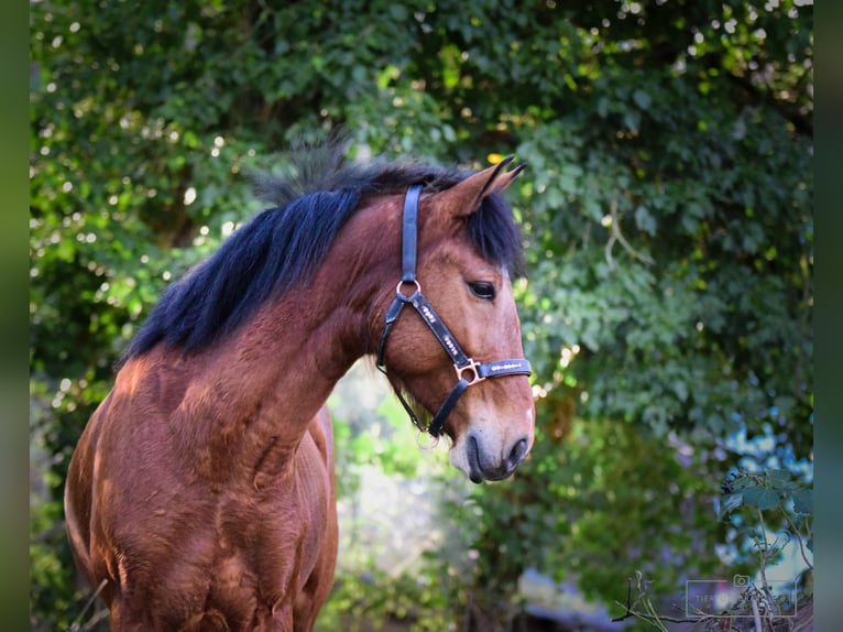 Portugisisk sporthäst Valack 6 år 150 cm Brun in Bruchsal