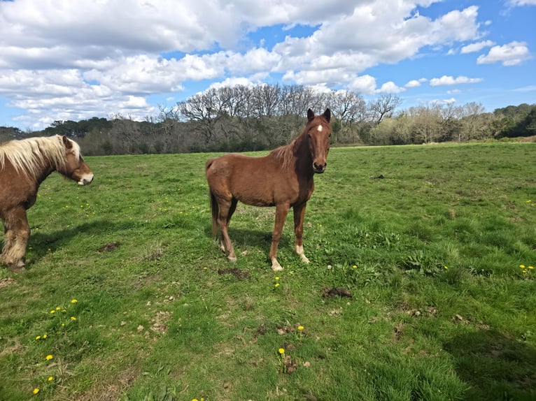 Portuguese Sport Horse Gelding 10 years 14.2 hh Chestnut-Red in Bayonne