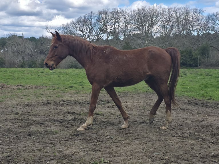 Portuguese Sport Horse Gelding 10 years 14.2 hh Chestnut-Red in Bayonne