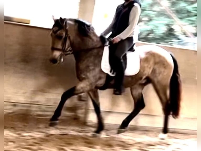 Portuguese Sport Horse Gelding 10 years 15.2 hh Dun in Wien