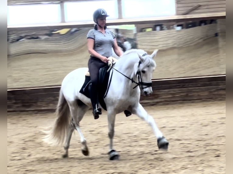 Portuguese Sport Horse Gelding 10 years 15,2 hh Gray in Kronberg