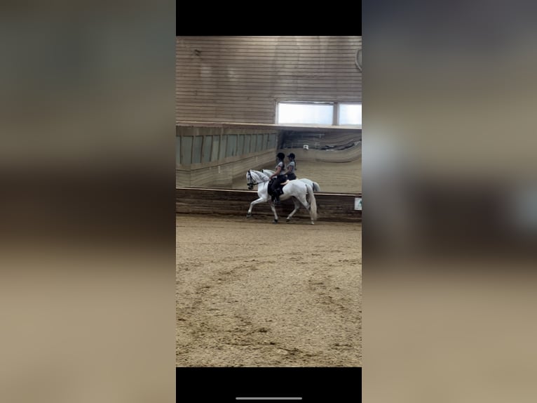 Portuguese Sport Horse Gelding 10 years 15,2 hh Gray in Kronberg