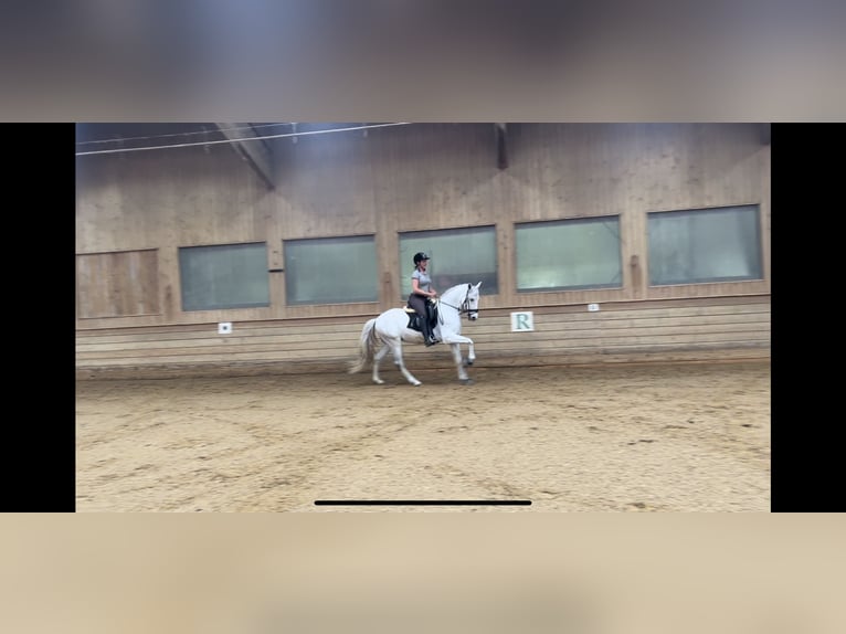 Portuguese Sport Horse Gelding 10 years 15,2 hh Gray in Kronberg