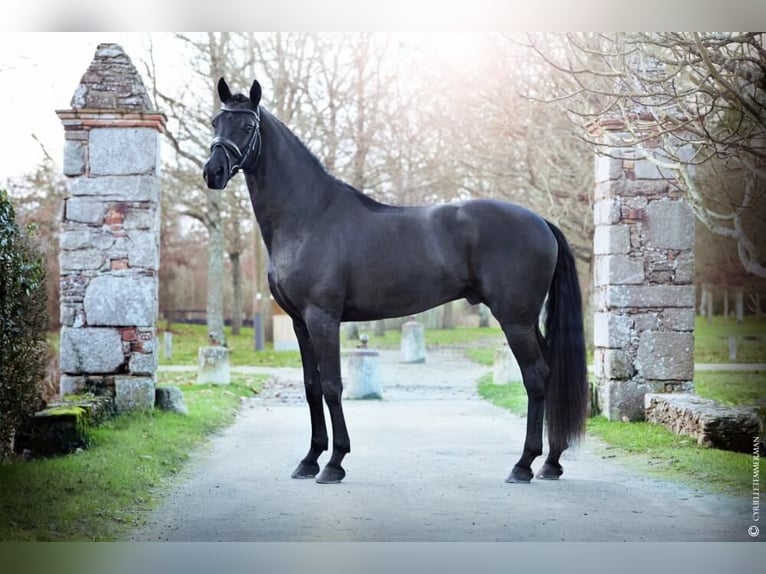 Portuguese Sport Horse Mix Gelding 10 years 16,1 hh Black in Malville