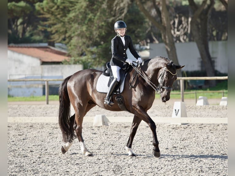 Portuguese Sport Horse Gelding 11 years 16,2 hh in Quinta da Marinha