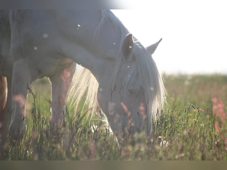 Portuguese Sport Horse Gelding 12 years 14,3 hh Cremello in Wurzbach