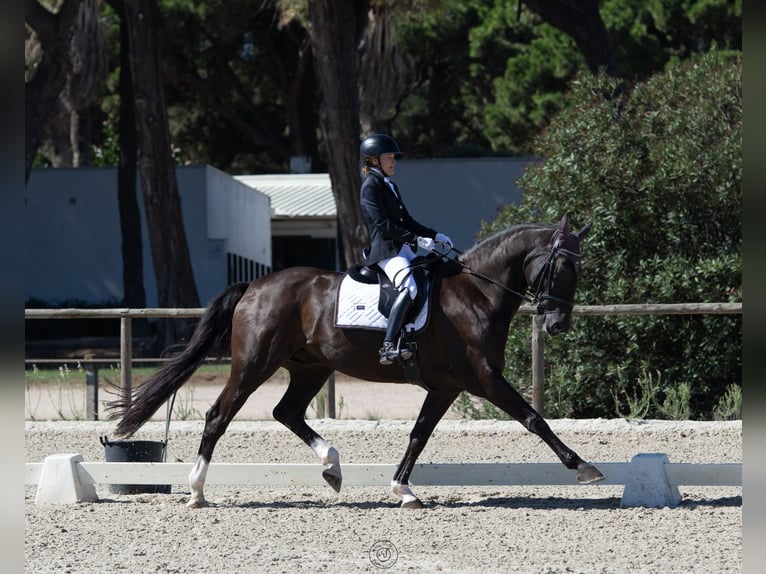 Portuguese Sport Horse Gelding 12 years 16.2 hh Black in Cascais