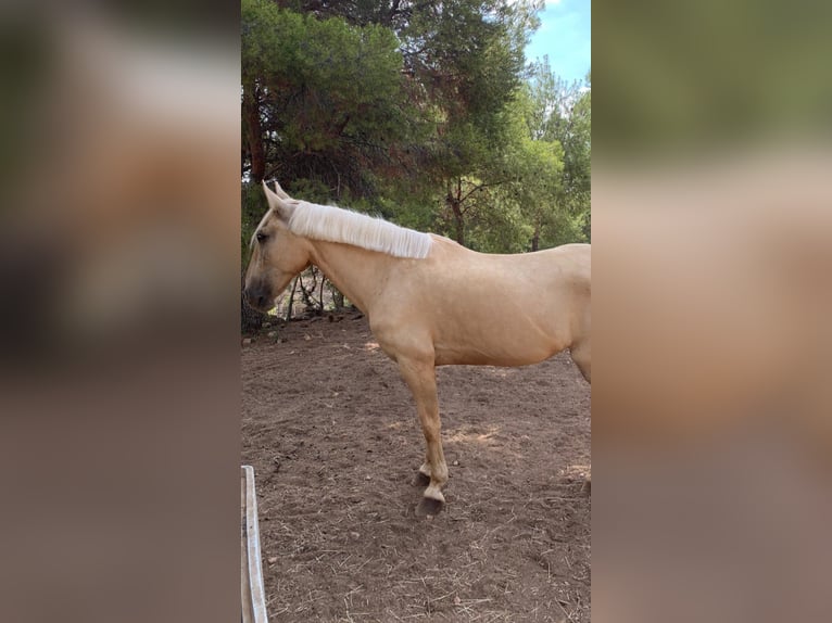 Portuguese Sport Horse Gelding 14 years Pearl in Naquera