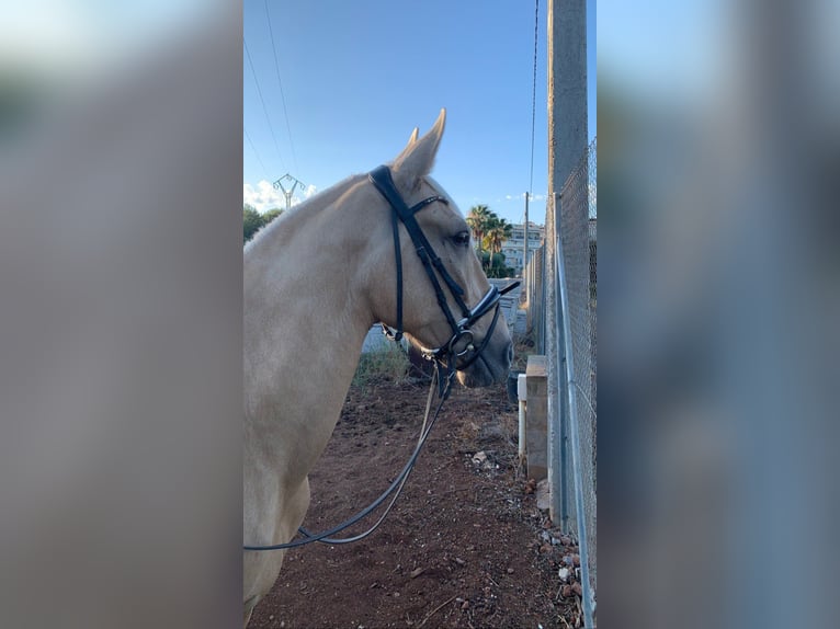 Portuguese Sport Horse Gelding 14 years Pearl in Naquera