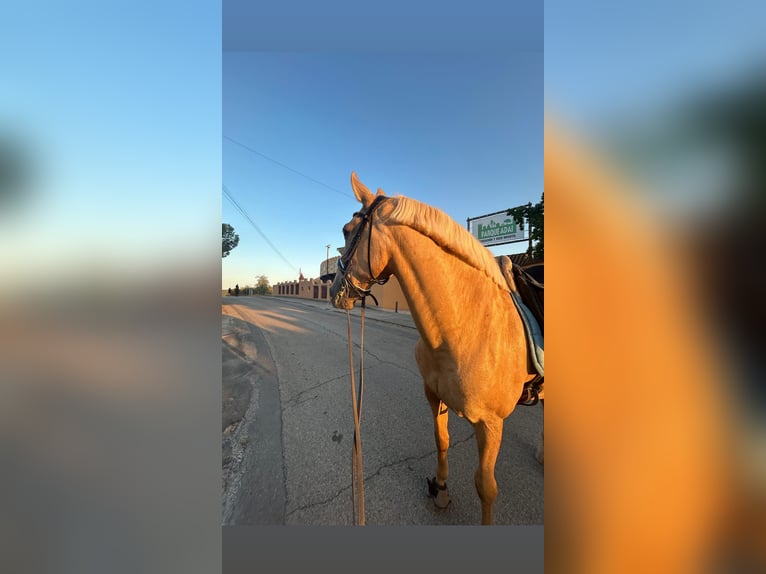 Portuguese Sport Horse Gelding 14 years Pearl in Naquera
