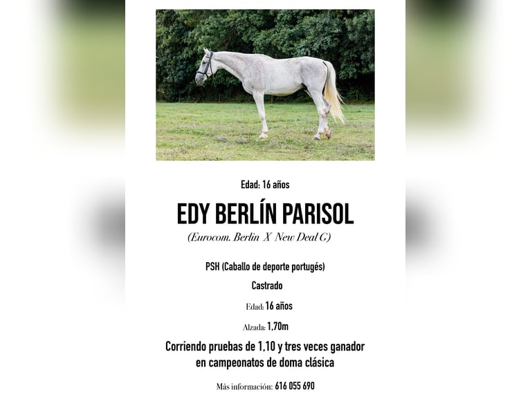 Portuguese Sport Horse Gelding 16 years 16,2 hh Grey in Ponte Mera, A