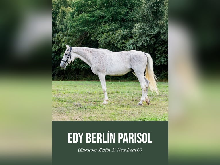 Portuguese Sport Horse Gelding 16 years 16,2 hh Grey in Ponte Mera, A