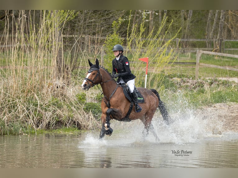 Portuguese Sport Horse Gelding 17 years 16,1 hh Brown in Ansbach
