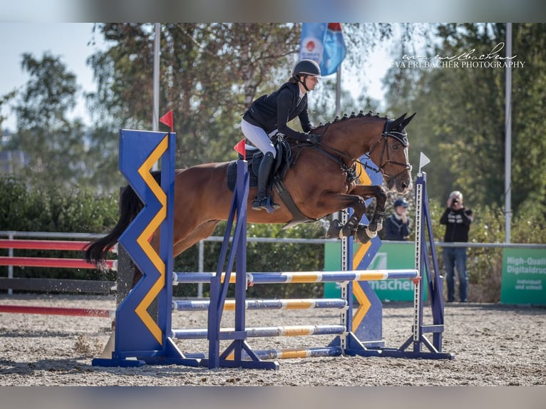 Portuguese Sport Horse Gelding 17 years 16,1 hh Brown in Ansbach