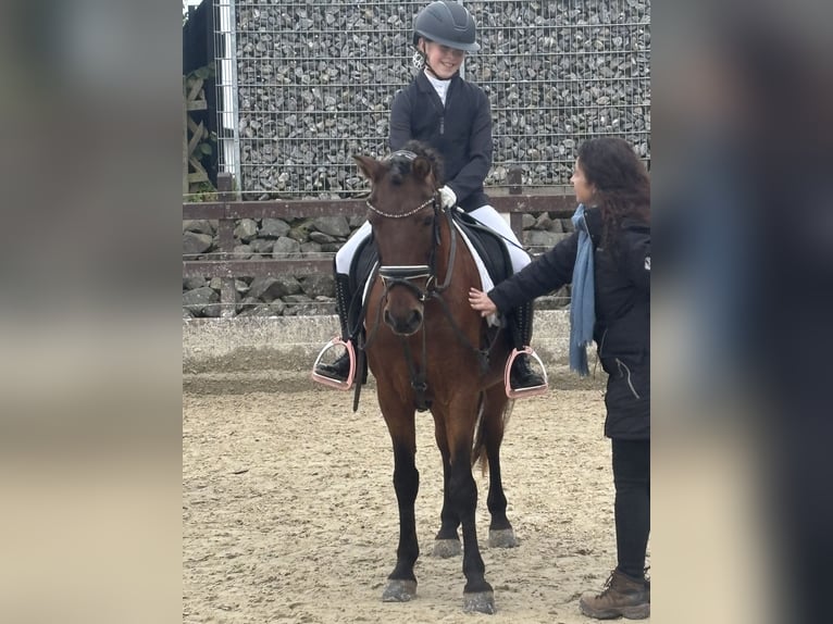Portuguese Sport Horse Mix Gelding 18 years 13.3 hh Brown in Much