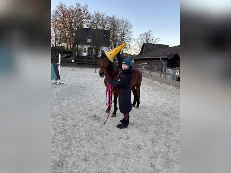 Portuguese Sport Horse Mix Gelding 18 years 13.3 hh Brown in Much