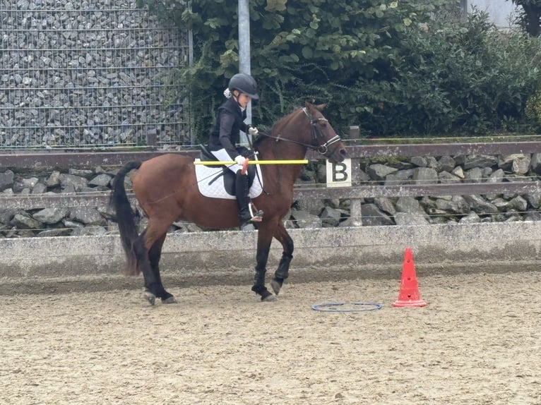 Portuguese Sport Horse Mix Gelding 18 years 13.3 hh Brown in Much