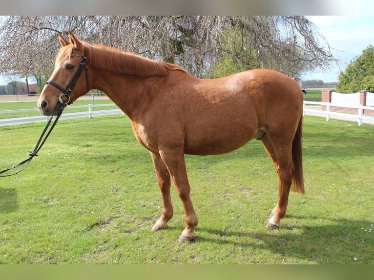 Portuguese Sport Horse Gelding 19 years 15 hh Chestnut-Red in Bad Laer