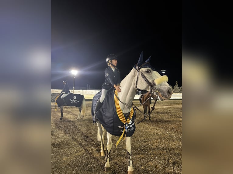 Portuguese Sport Horse Gelding 20 years 16,2 hh Gray in Palma De Mallorca