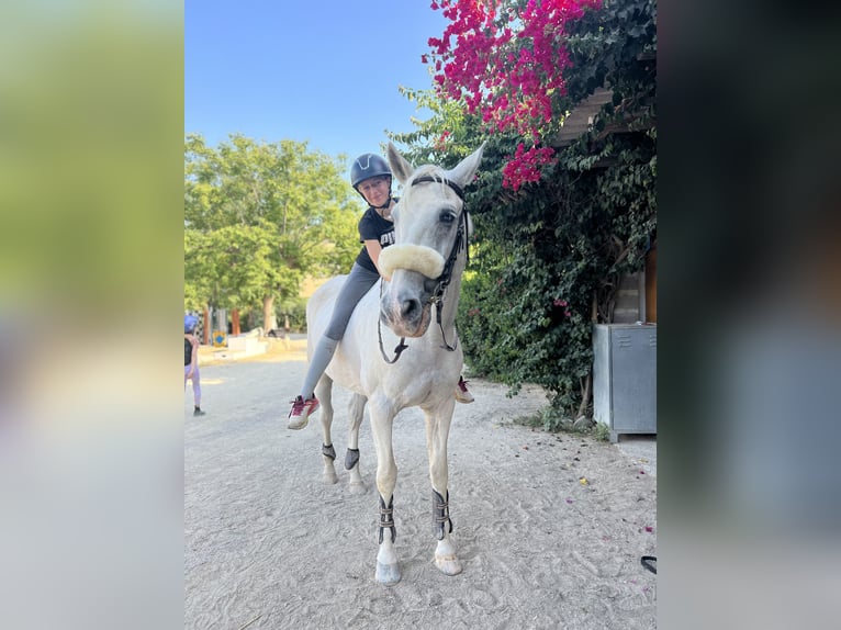 Portuguese Sport Horse Gelding 20 years 16,2 hh Gray in Palma De Mallorca