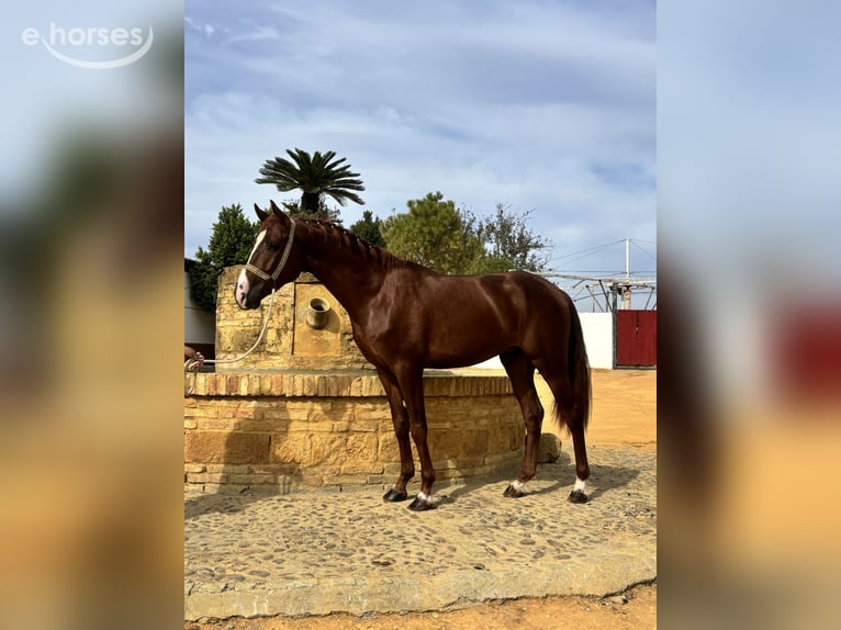 Portuguese Sport Horse Gelding 2 years 15.2 hh  in Carmona