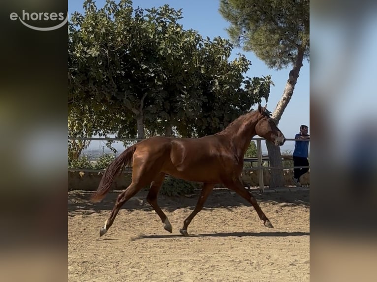 Portuguese Sport Horse Gelding 2 years 15.2 hh  in Carmona