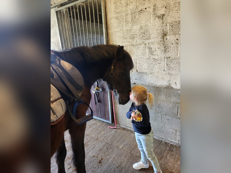 Portuguese Sport Horse Gelding 4 years Smoky-Black in Herk de stad