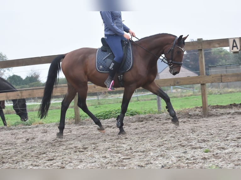 Portuguese Sport Horse Gelding 5 years 15,3 hh Brown in Achtmaal