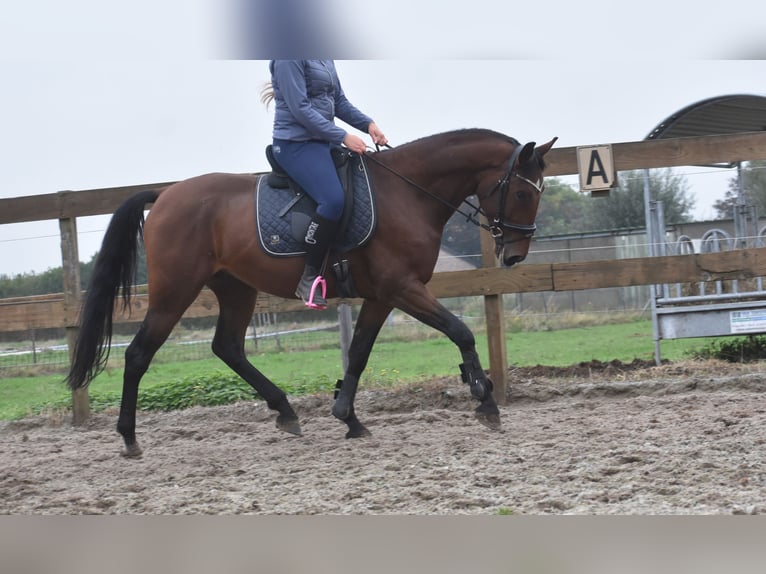 Portuguese Sport Horse Gelding 5 years 15,3 hh Brown in Achtmaal