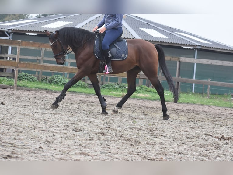 Portuguese Sport Horse Gelding 5 years 15,3 hh Brown in Achtmaal