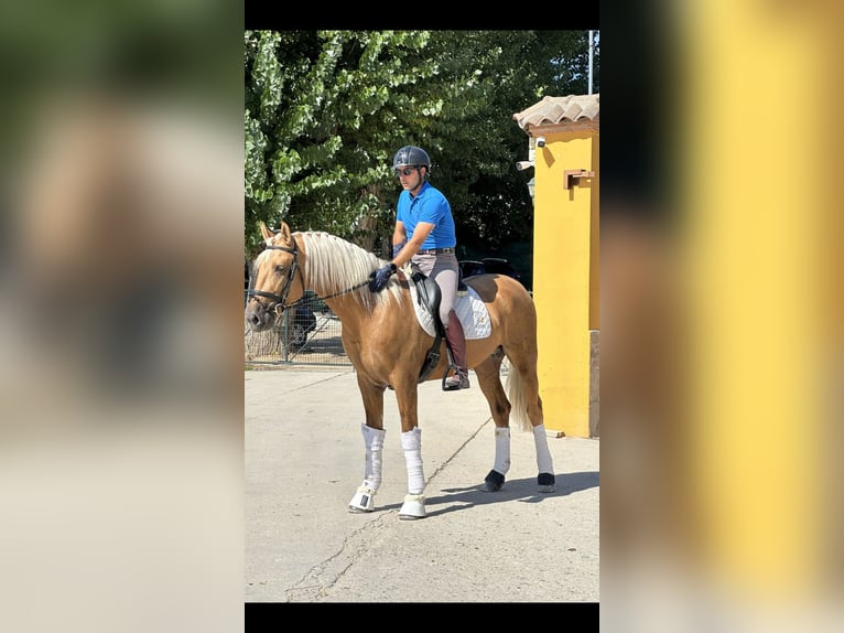 Portuguese Sport Horse Gelding 5 years 16,1 hh Palomino in Ciempozuelos