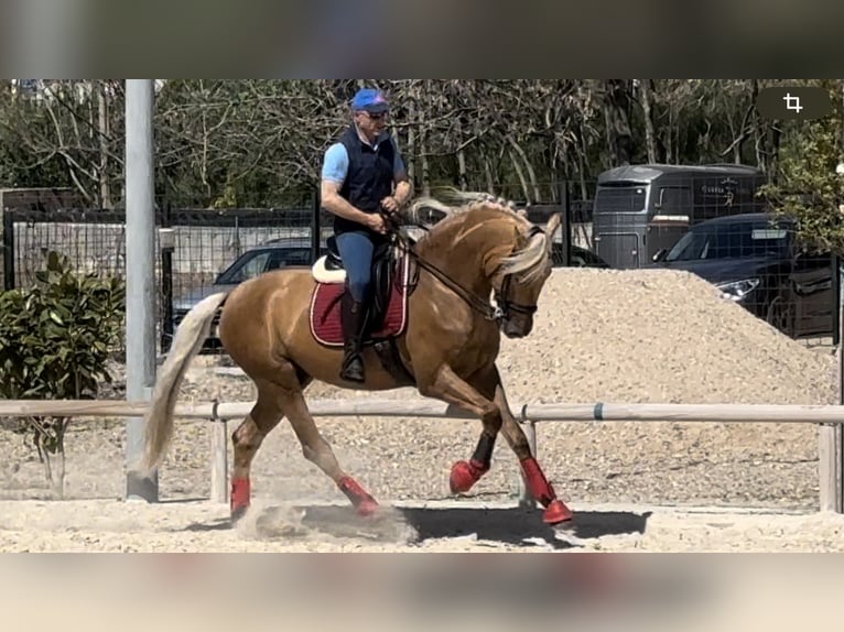 Portuguese Sport Horse Gelding 5 years 16,1 hh Palomino in Ciempozuelos