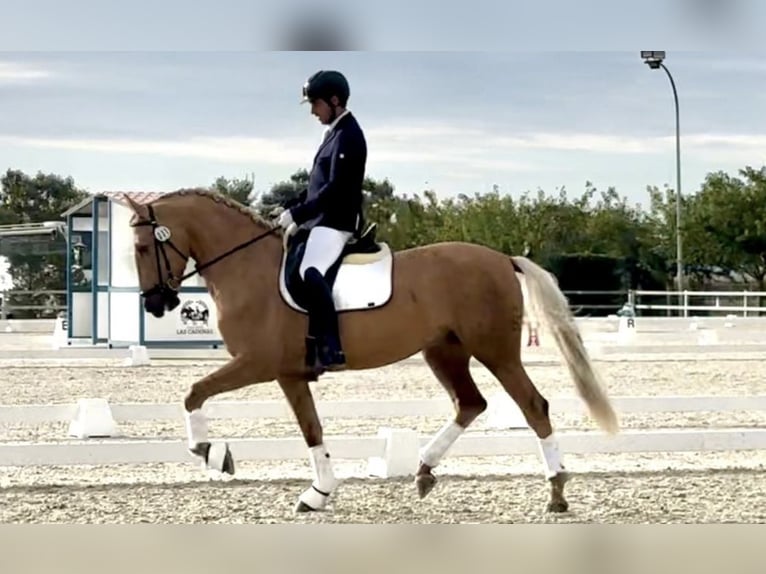 Portuguese Sport Horse Gelding 5 years 16,1 hh Palomino in Ciempozuelos