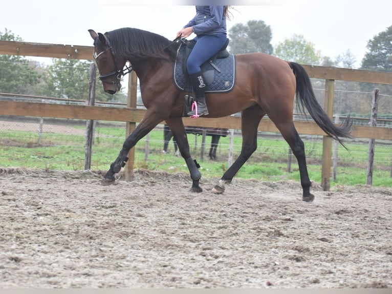 Portuguese Sport Horse Gelding 5 years 16 hh Brown in Achtmaal