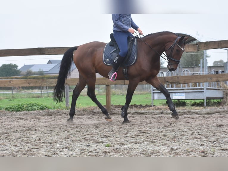 Portuguese Sport Horse Gelding 5 years 16 hh Brown in Achtmaal