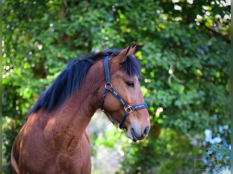 Portuguese Sport Horse Gelding 6 years 14,2 hh Brown in Bruchsal