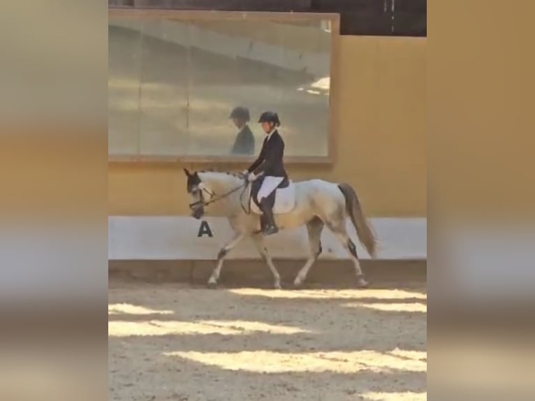 Portuguese Sport Horse Gelding 8 years 16 hh Grey in Waldshut-Tiengen