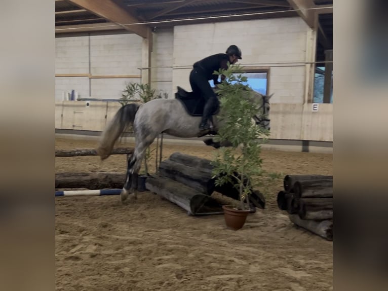 Portuguese Sport Horse Gelding 8 years 16 hh Grey in Waldshut-Tiengen