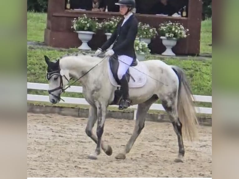 Portuguese Sport Horse Gelding 9 years 16 hh Grey in Waldshut-Tiengen
