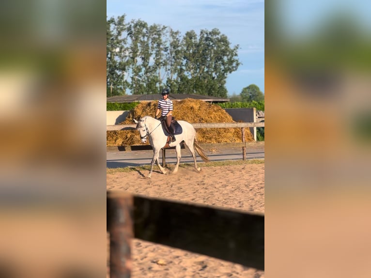 Portuguese Sport Horse Mare 10 years 15,2 hh Grey in Laarne