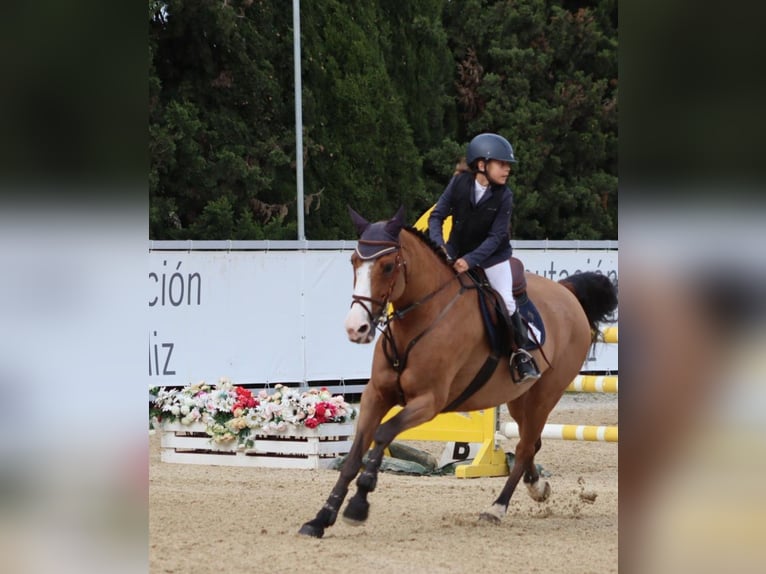 Portuguese Sport Horse Mare 12 years 15.3 hh Brown in Sevilla